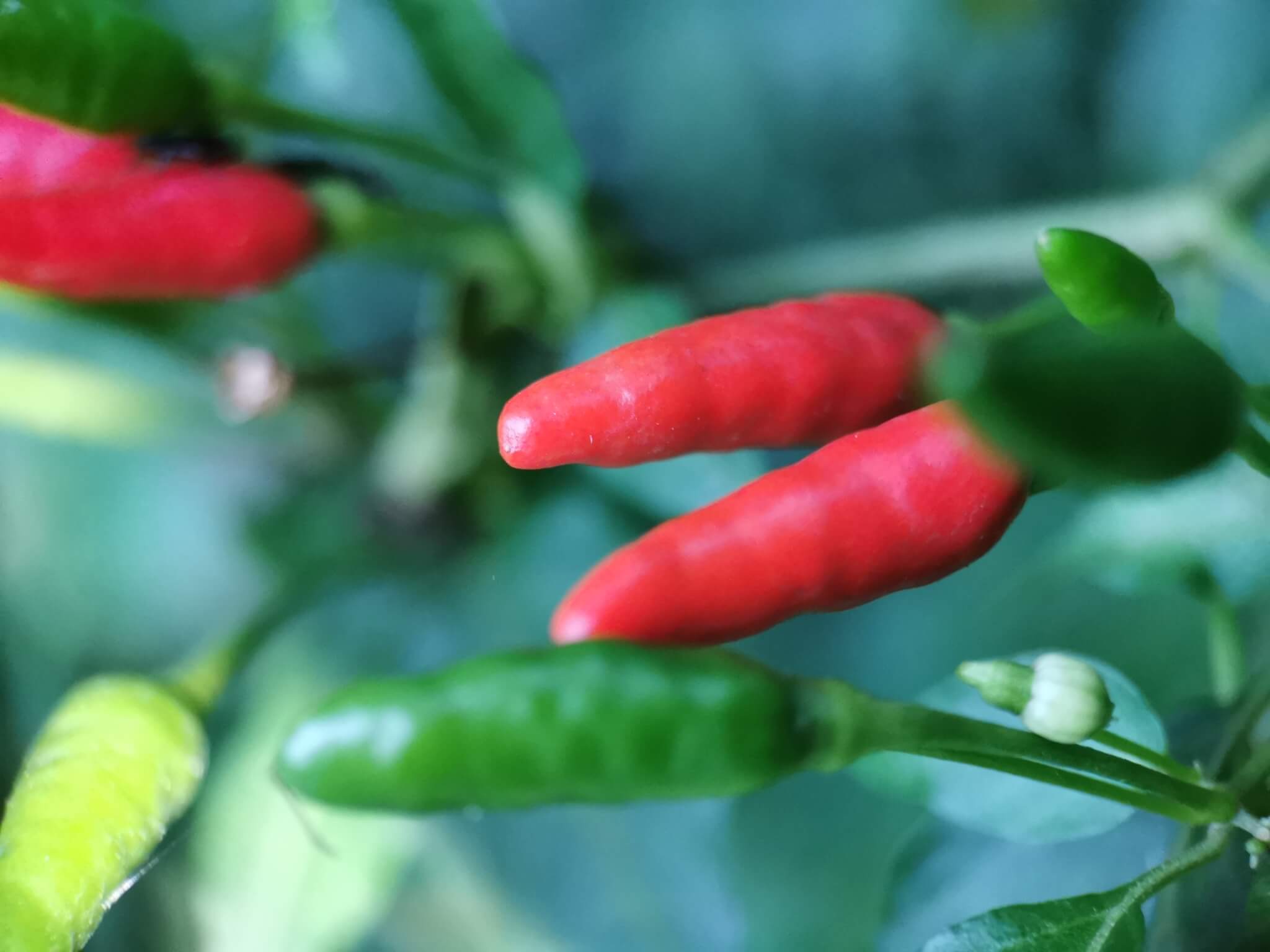 Capsicum annuum cv. 'Criollo'